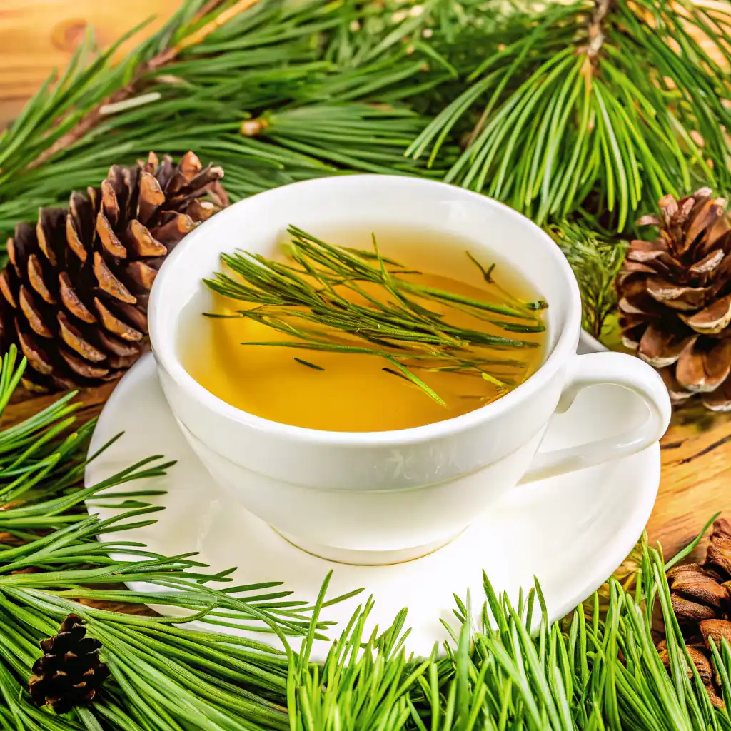 white pine needle tea